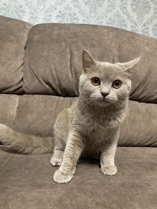 Продається Лілова Британка