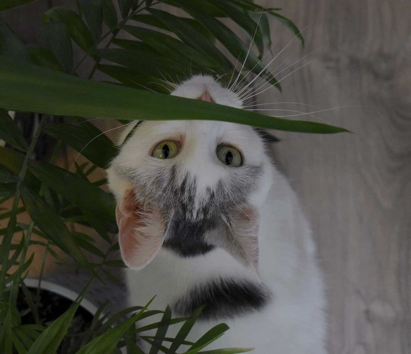 Uroczy Diego poleca się do adopcji!