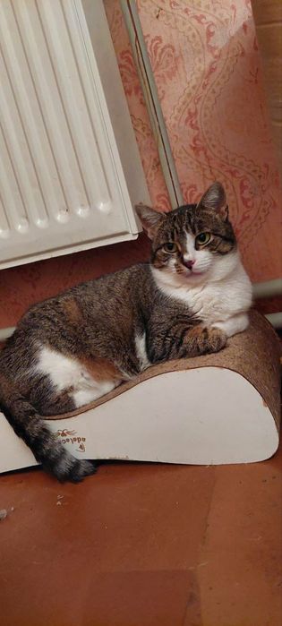 Отдам кошку лесного окраса, 2 года,  стерилизована