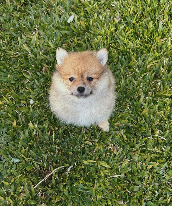 Spitz procura namordo