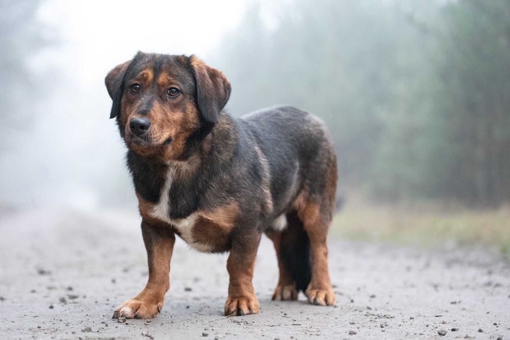 Raviolino: mądry, zdystansowany beaglowaty piękniś