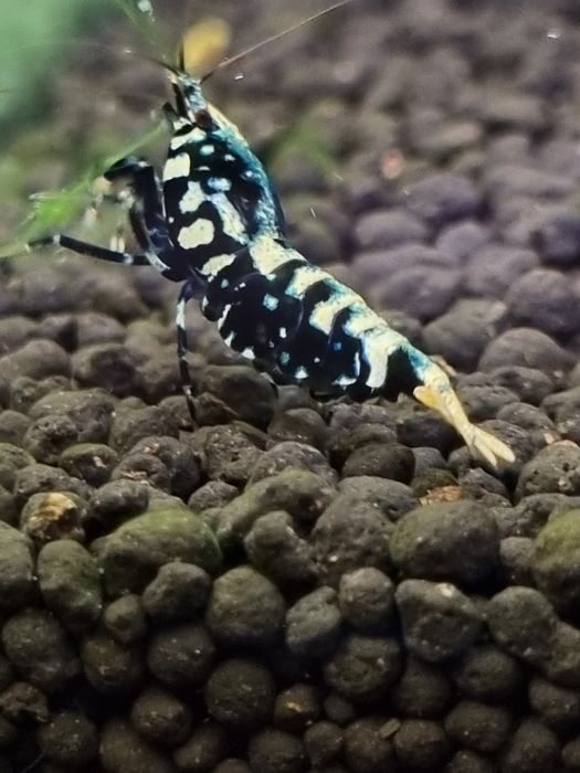 Krewetka Krewetki GALAXY ze stada BOA