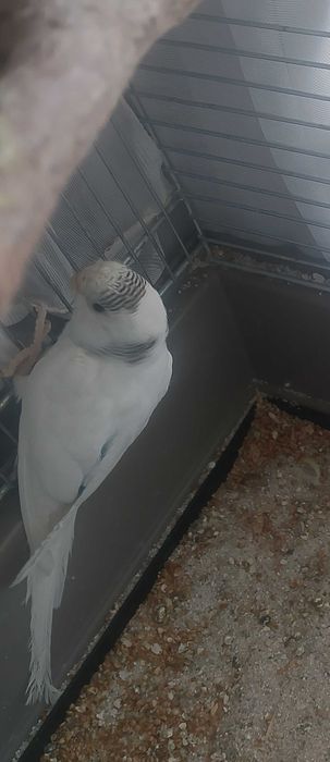 Papugi faliste sprzedam