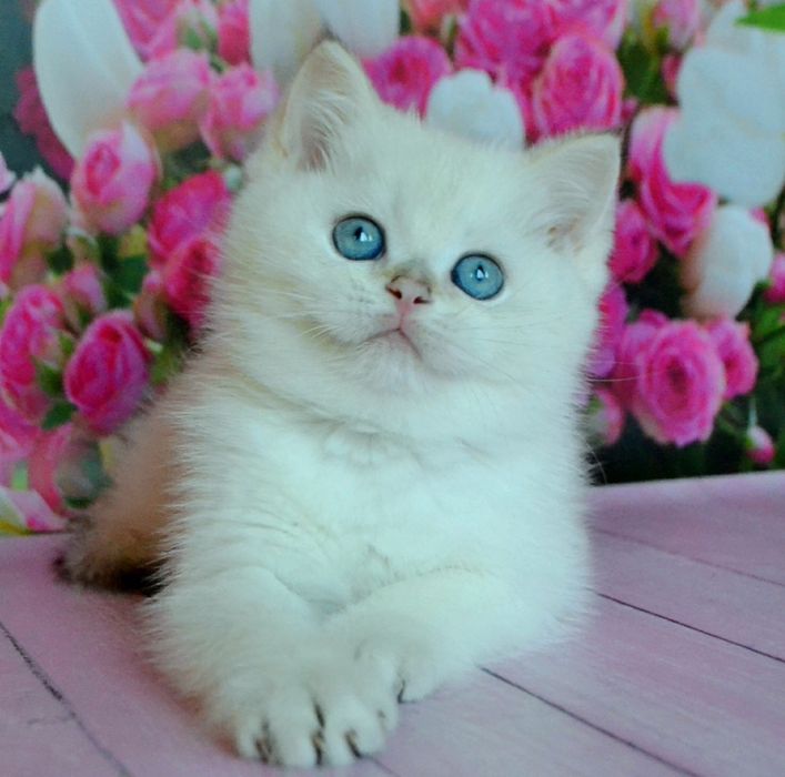 Серебристые шиншиллы суперовые котята