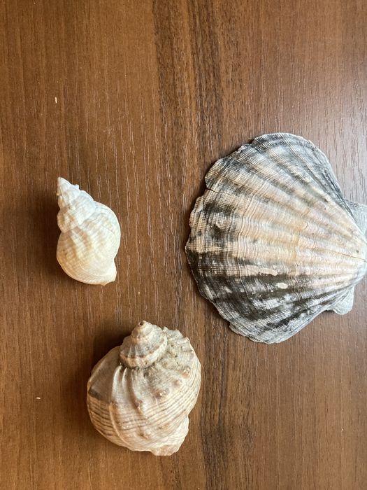 Ракушки морские в аквариум