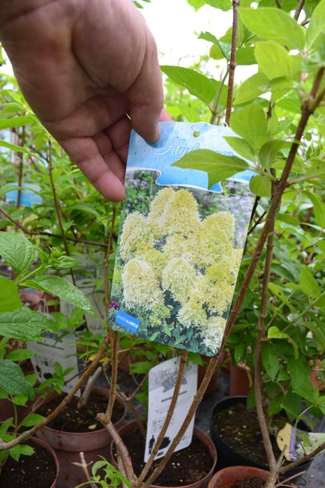 hortensja bukietowa w odmianach