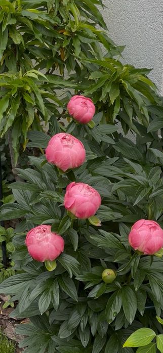 Сортові хости , гейхери . Кущі різні