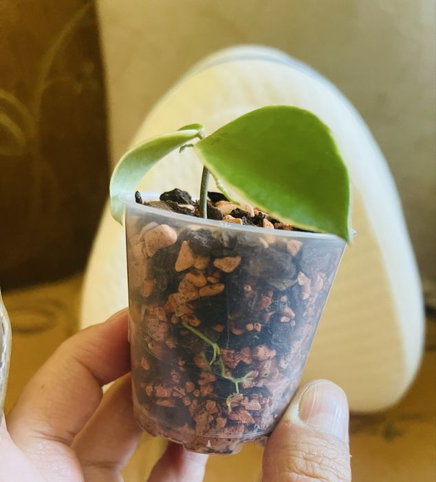 Hoya Hoja halophila albomarginata roslina doniczkowa
