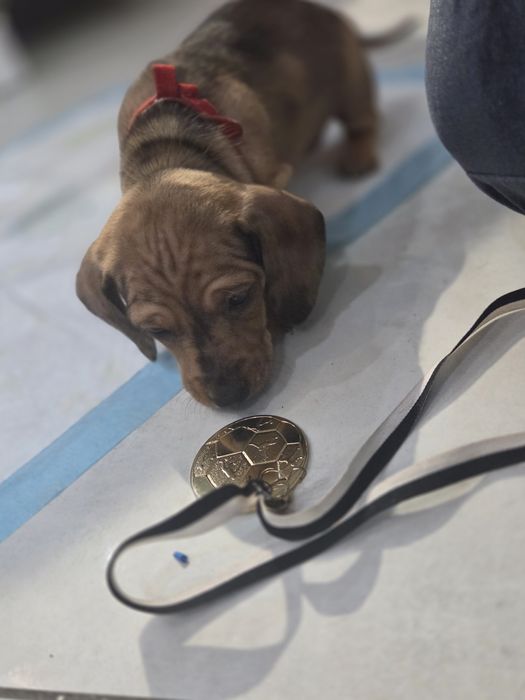 Jamnik krótkowłosy.