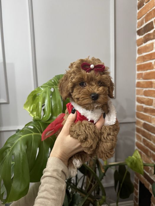 Pudel TOY  piękna suczka red brown, gotowa do odbioru na już