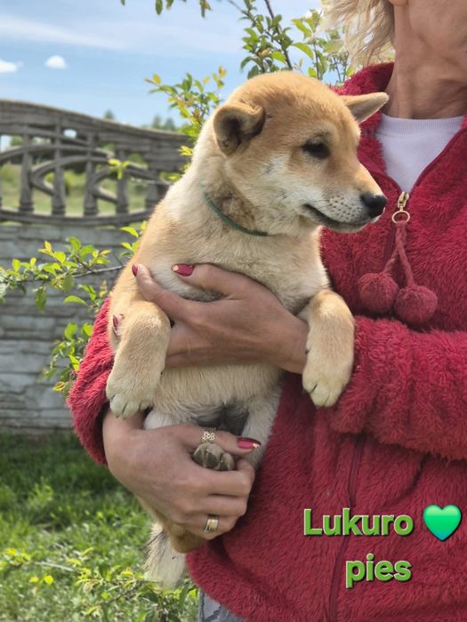 Shiba śliczny piesek