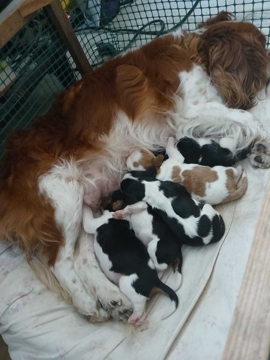 Cavalier King Charles Spaniel - piesek