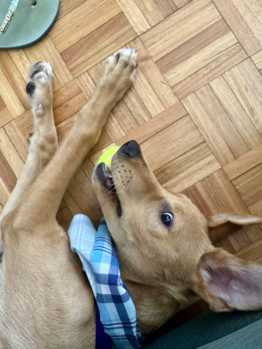 Cão macho para adoção responsável