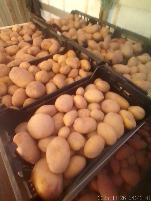 Batata Branca de qualidade em quantidades