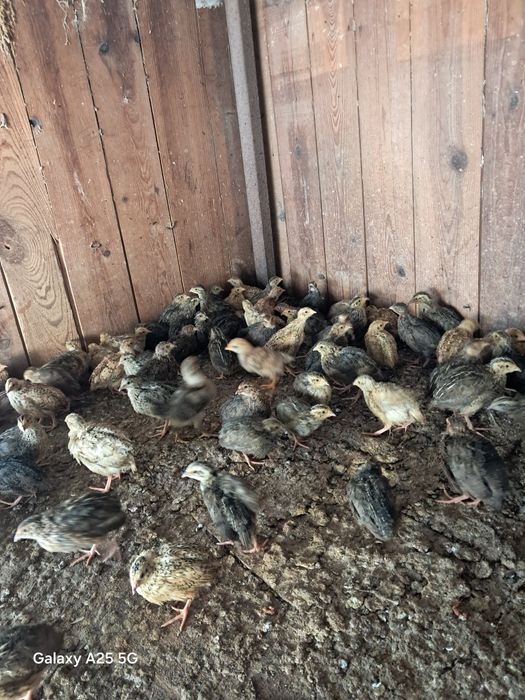 Vendo codornizes pequenas