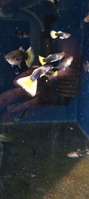 Dorosła parka gupików żółtych tuxedo okazja