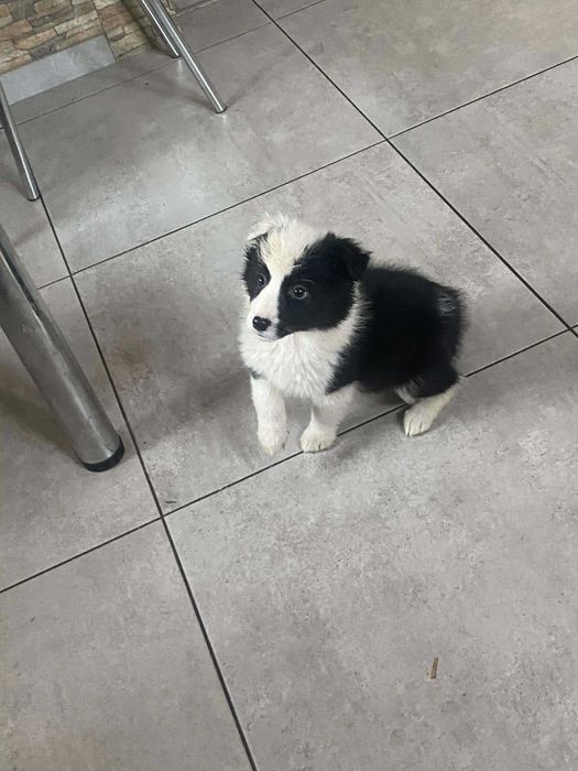 Border Collie Szczeniak