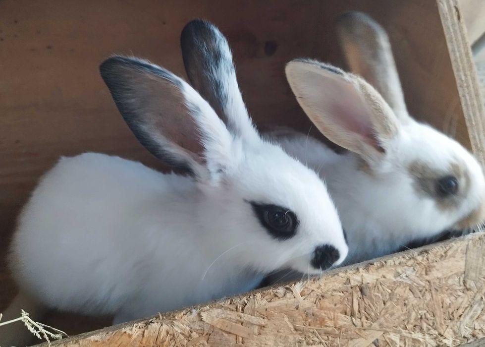 Coelhos borboleta