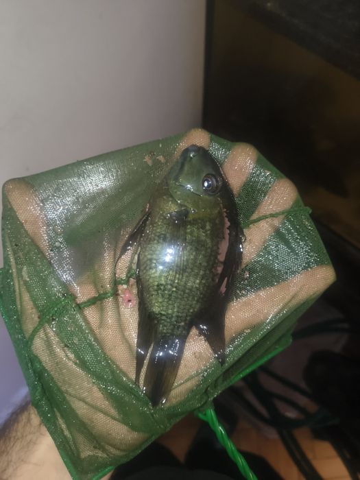 Rybki akwariowe Pielęgnica severum