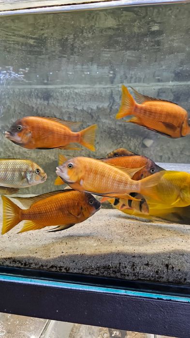 Petrochromis Red Bulu point 8-10 cm