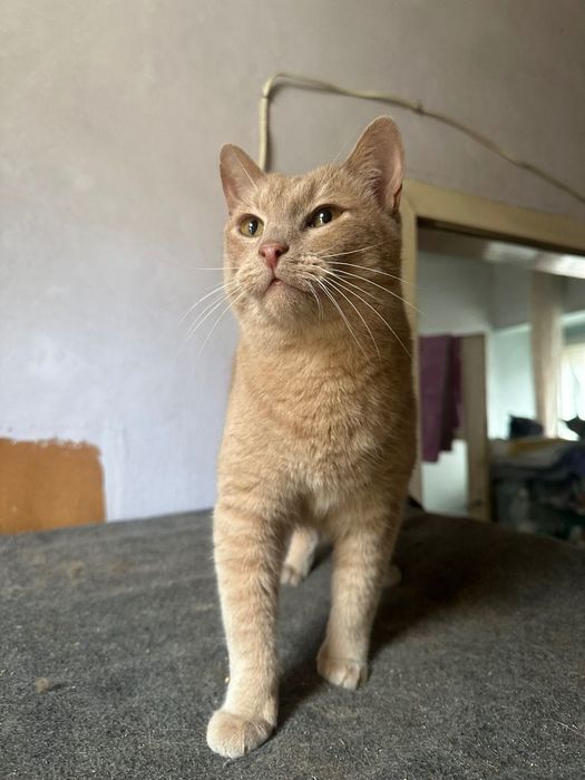 Молоді стерилізовані котики та кицьки