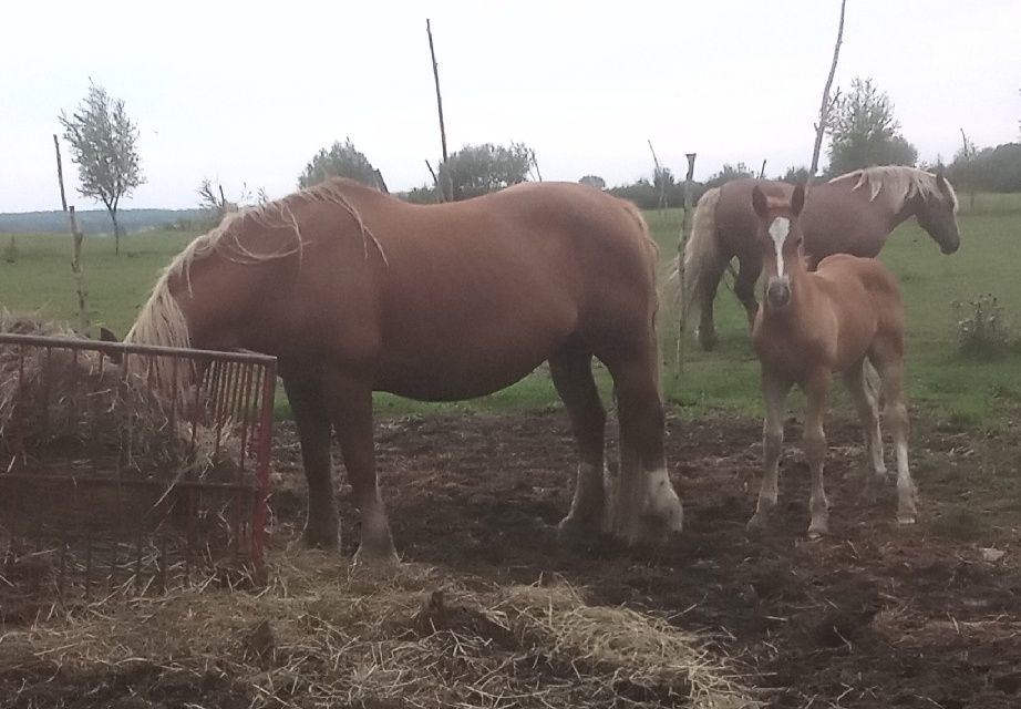 Konie klacze kobyły zimnokrwiste