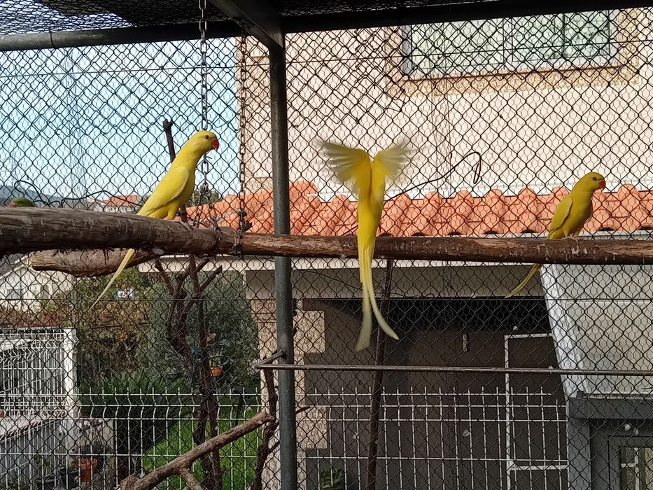 Ring neck novos de 2025