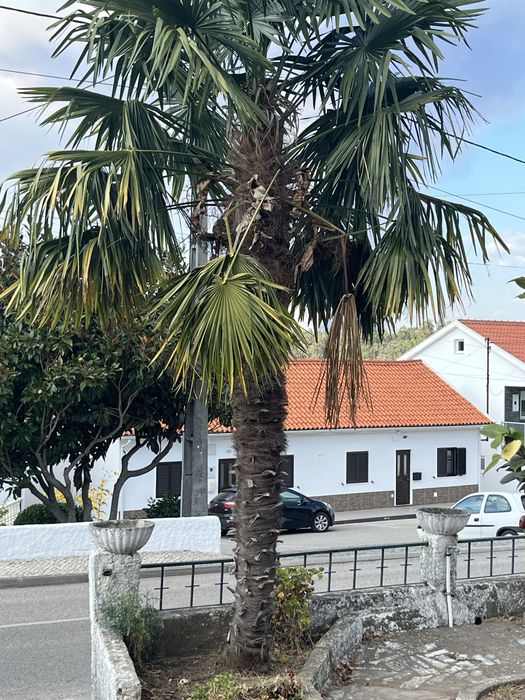 Palmeira bonita