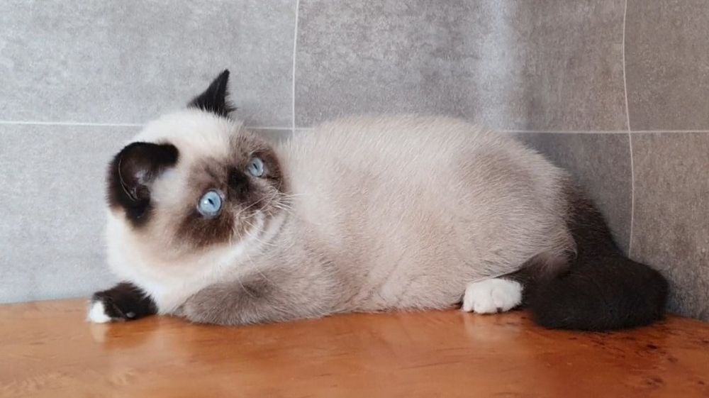 Kocurek Egzotyczny, czy te oczy mogą kła...