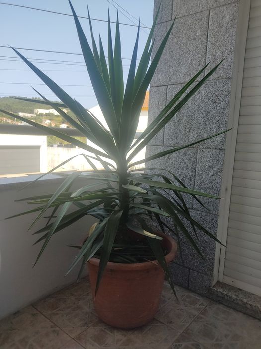 Planta Fiteira (Cordyline australis (G. Forst.) Endl.)
