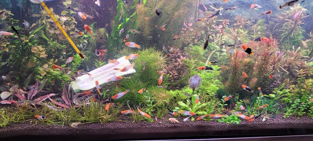 Witam sprzedam mieczyki koi