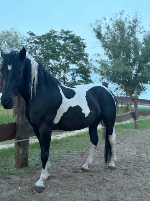 PILNIE SPRZEDAM Sprzedam matka z corka wielkopolska , kara , srokata