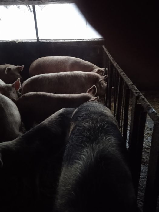 Продам свиней на заріз