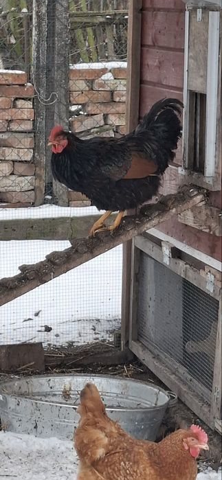 2 koguty Barneveleder