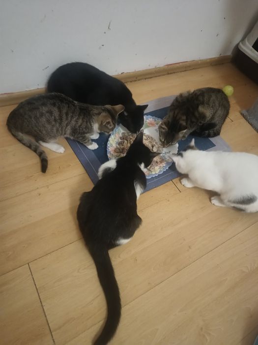 Kropek kocurek pięć miesięcy zdrowy