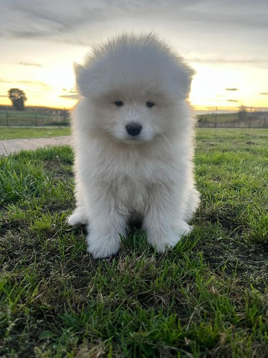 Samoyed szczeniak gotowy ZKwP FCI