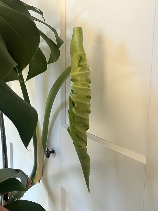 Monstera DUŻA 2metry