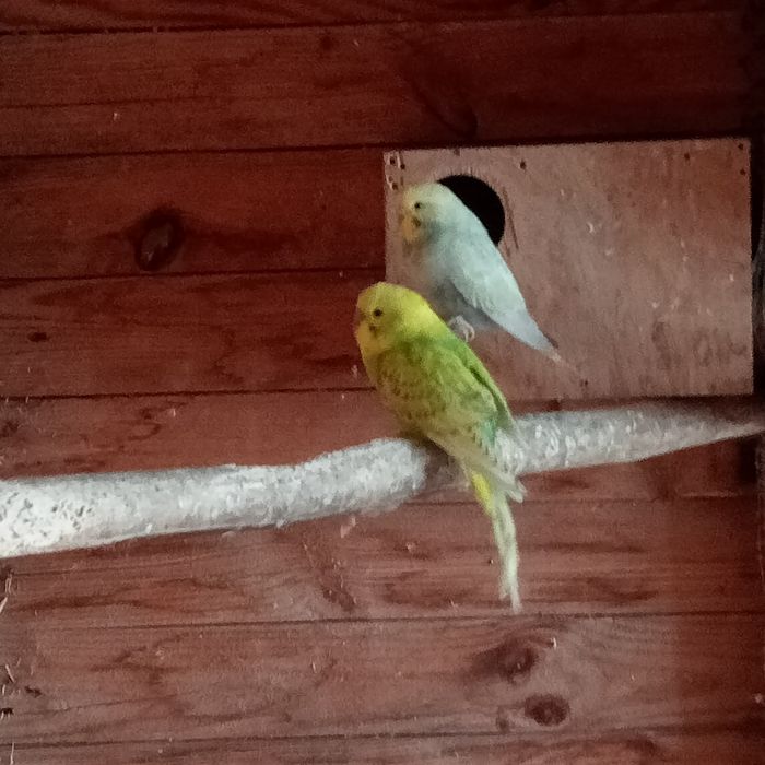 Sprzedam papugii faliste