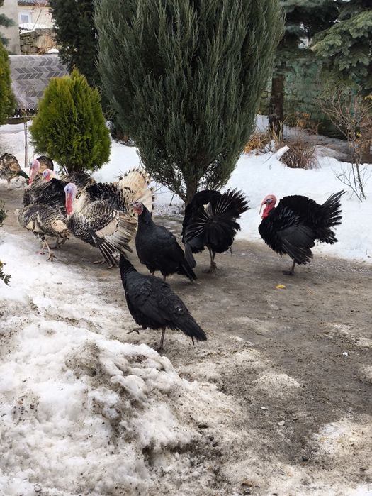 Продаються домашні індики