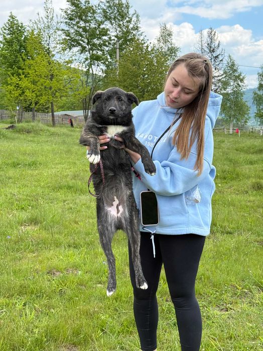 Аміка, метис, шукає дім | Центр адопції Зачин