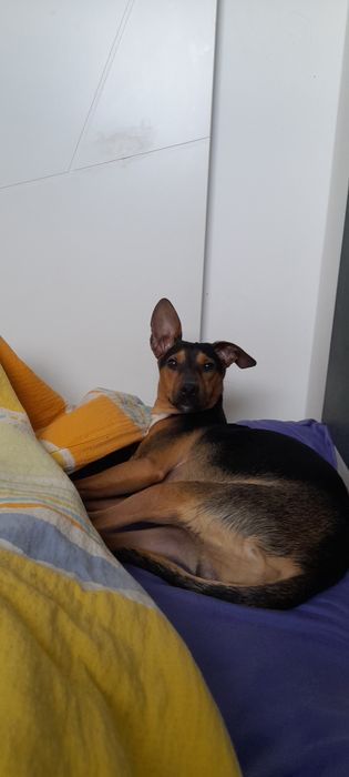 Oddam pieska w dobre ręce