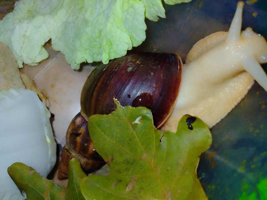 Равлики Ахатини Гігантські африканські