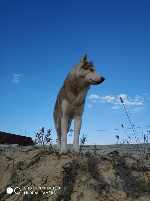 Яскравий хаскі у розквіті сил - шукає даму серця