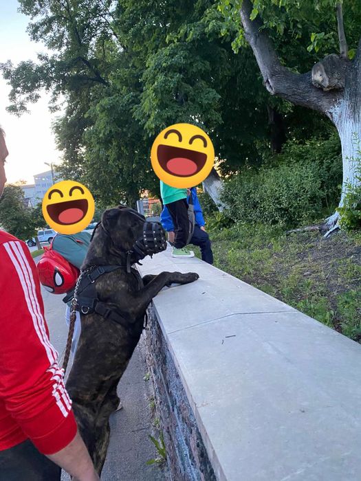 Гарнющій кабель КанеКорсо  шукає пару