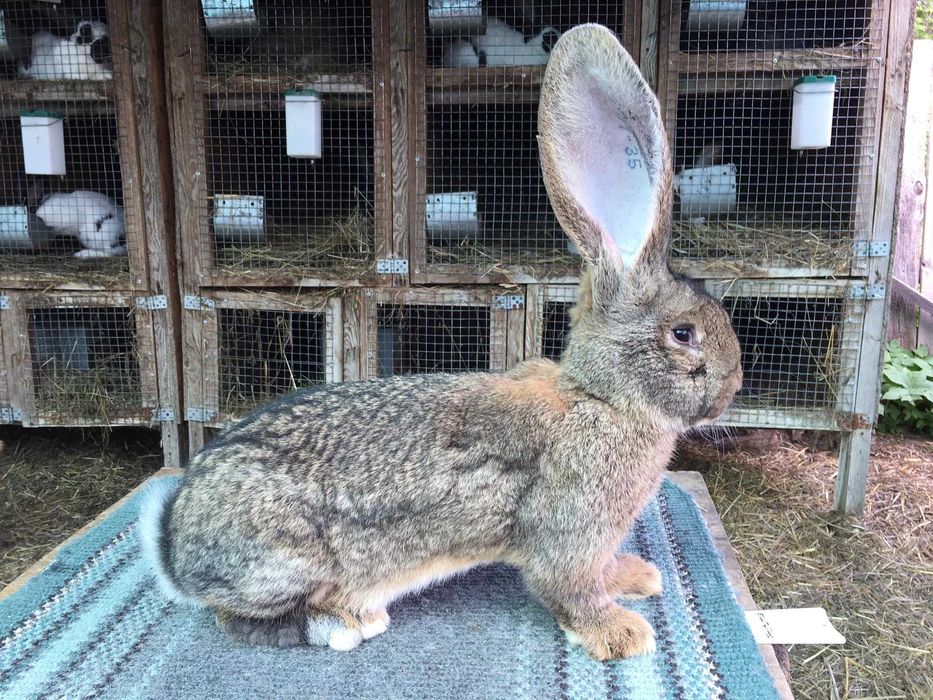 Бельгійський велетень  ( сірий )