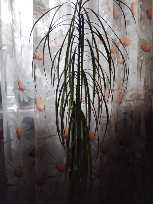 Драцена в горшке 8л