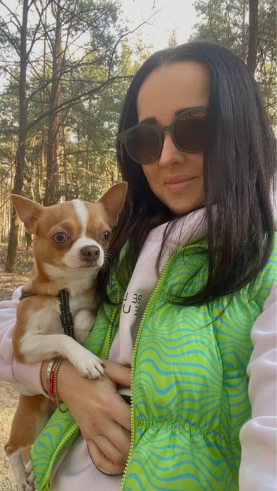 Чихуахуа для вязки