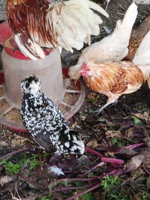 Карликовые куры Бентамки . Півень Петух Курка Курица