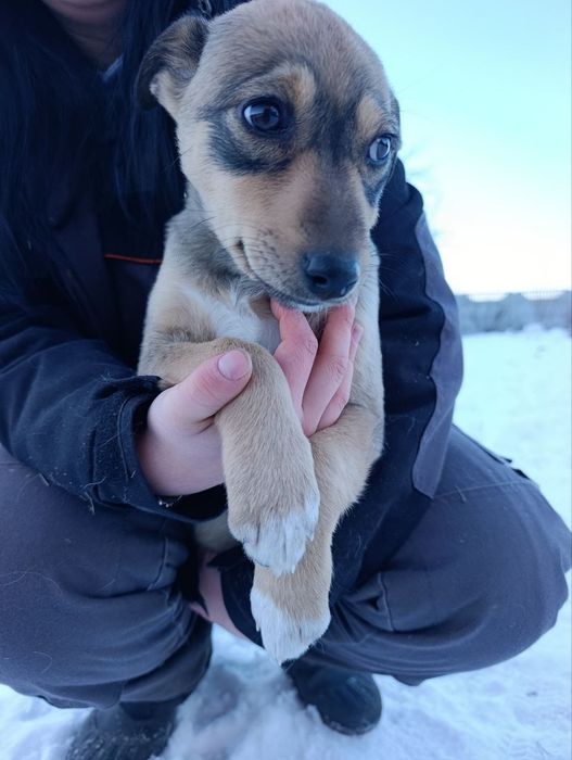 Шукає дім цуценя