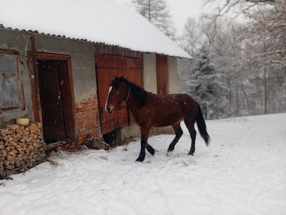 Продам жеребця вік 2.5роки спокійний